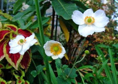 091110syumei2_edited-1.jpg