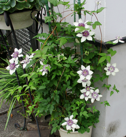 220612komine-9.gif