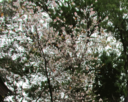 221120sakura-4.gif