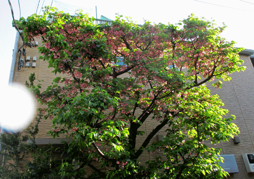 230313pato.gif