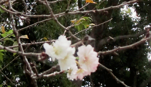 231110sakura-3.gif
