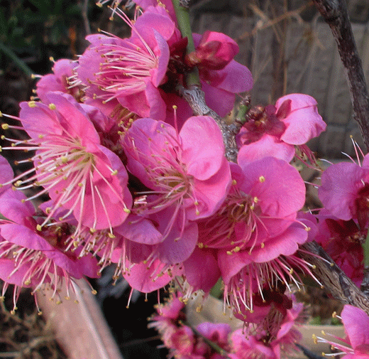 240125ume.gif