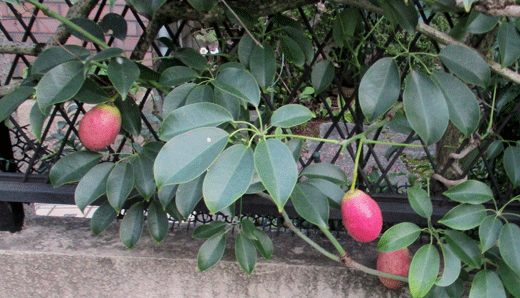 241030apto-4.gif
