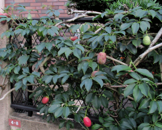 241030apto-5.gif