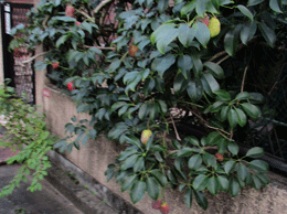 241030apto-8.gif