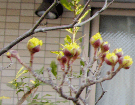 250301sansyuu-1.gif