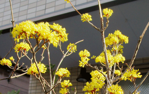 250312sansyuu-2.gif