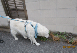 250313inu-5.gif