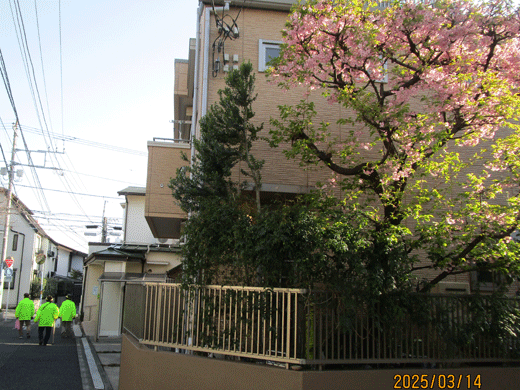 250314sakura-2.gif