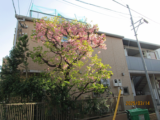 250314sakura-5.gif