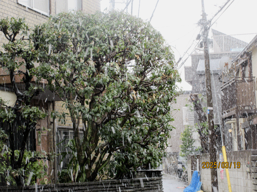 250319yuki-1.gif