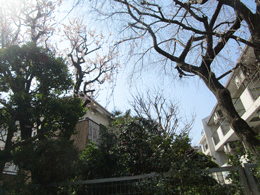 250323さくら15.gif