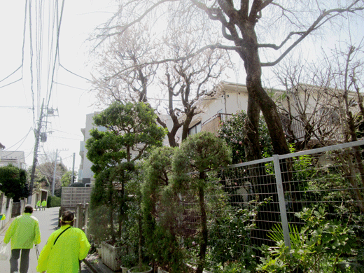 250323さくら16.gif