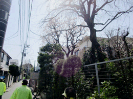 250323さくら17.gif